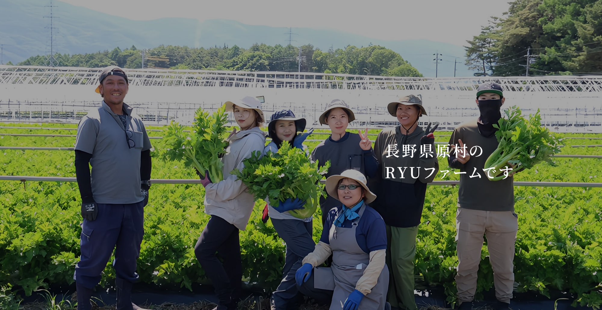 自慢のセロリを皆様へ